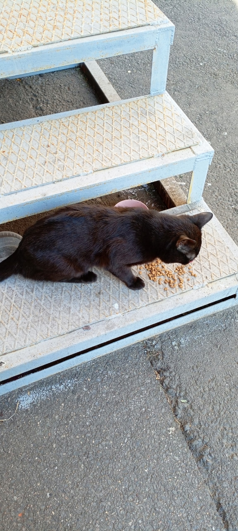 Пропала кошка в Череповце — фото объявления