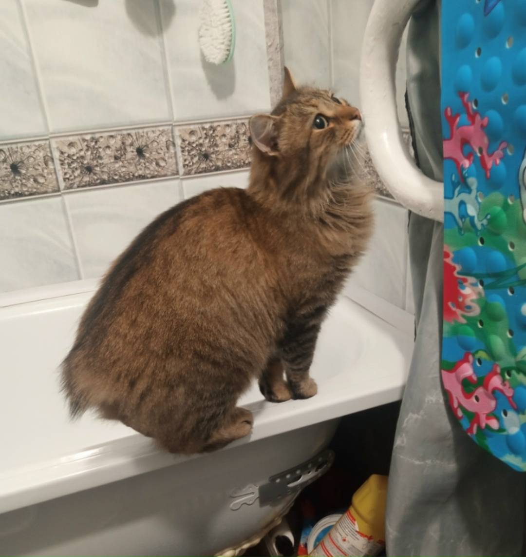 Найдена кошка в Череповце — фото объявления