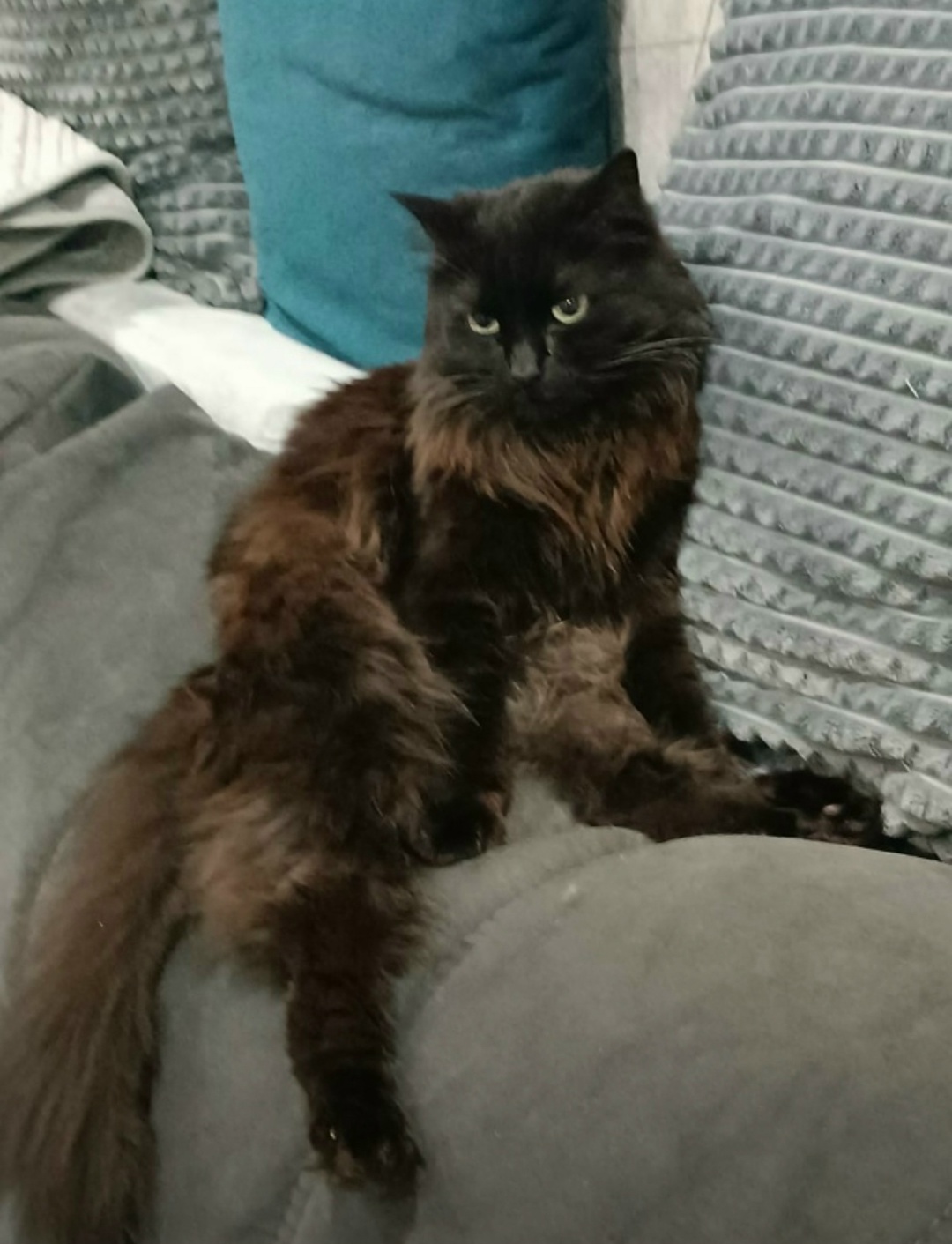 Пропала кошка в Череповце — фото объявления