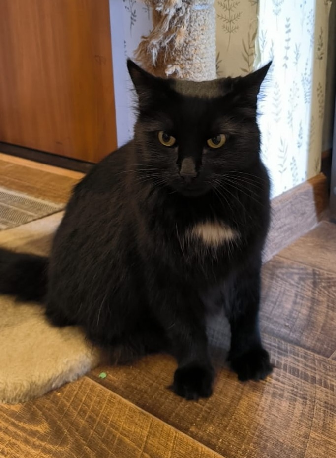 Пропала кошка в Череповце — фото объявления