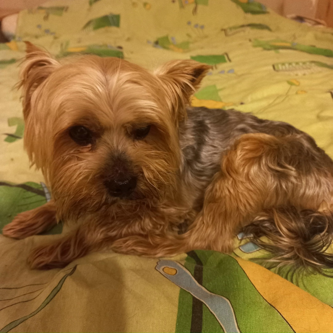 Найдена собака в Череповце — фото объявления