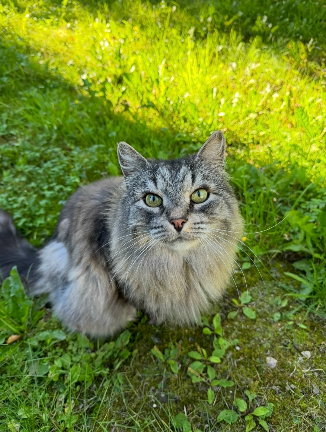 Пропала кошка в Череповце — фото объявления