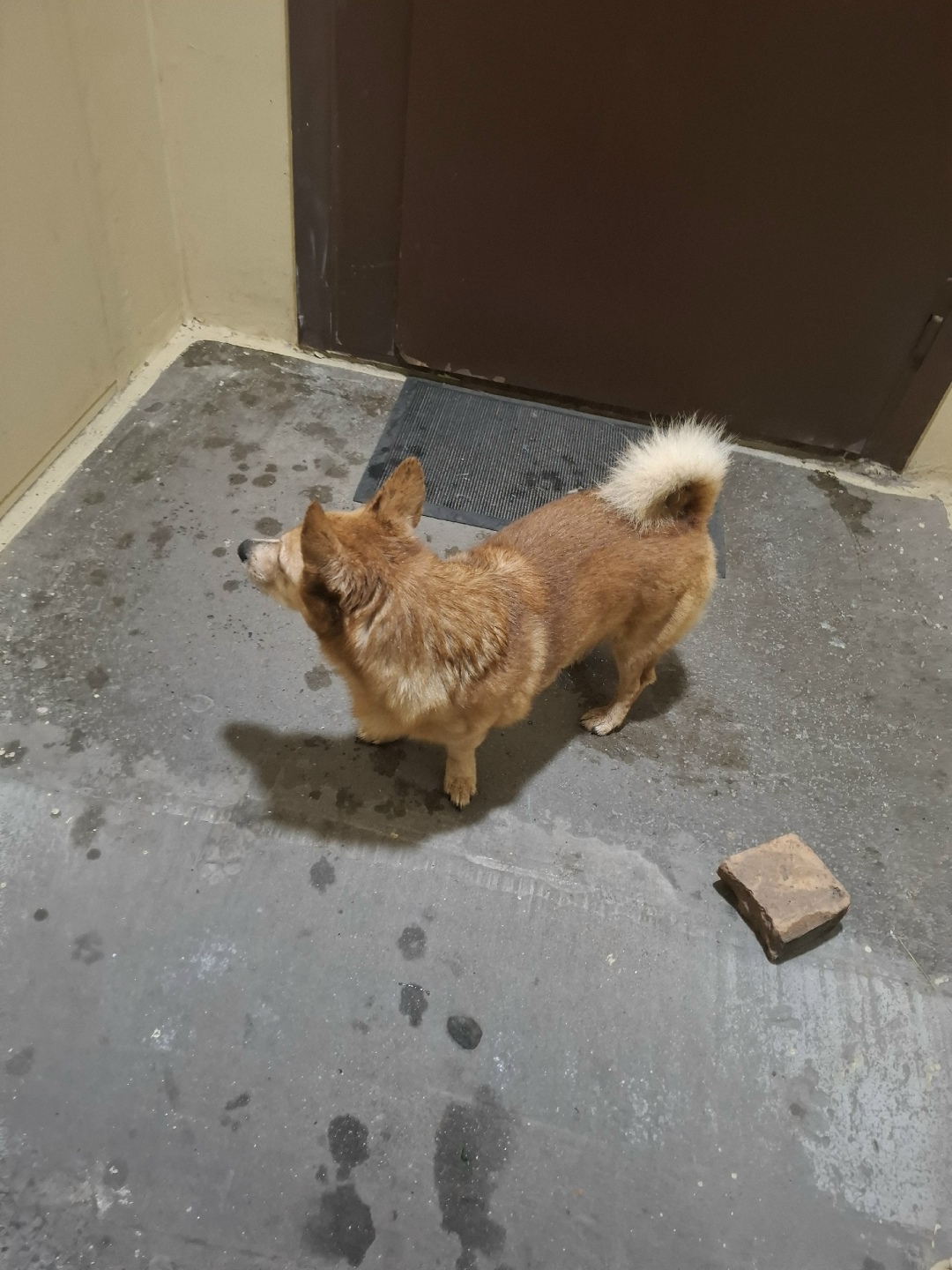 Пропала собака в Череповце — фото объявления