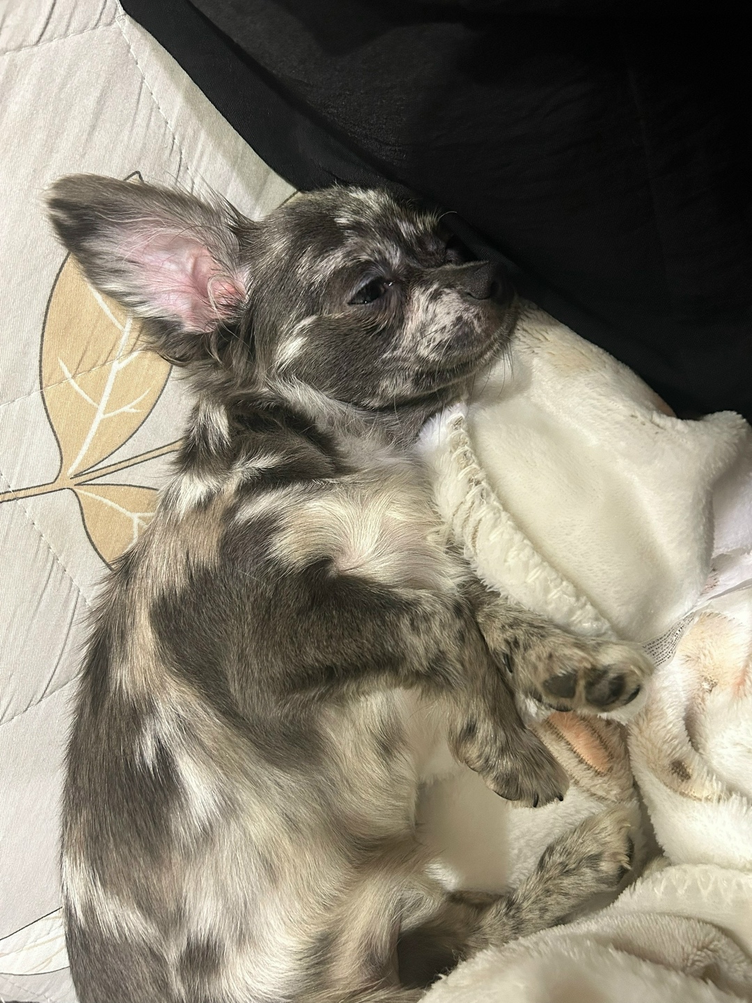 Пропала собака в Череповце — фото объявления