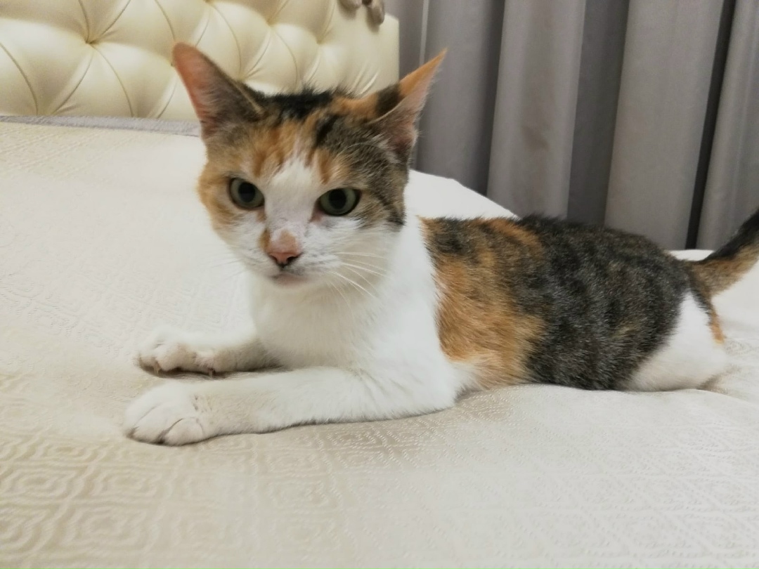 Найдена собака в Череповце — фото объявления