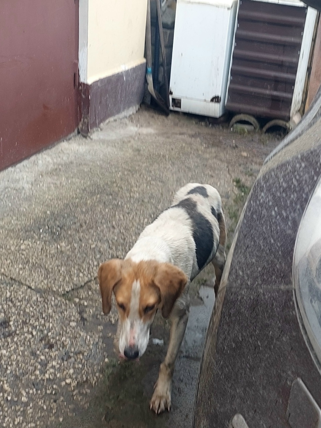 Найдена собака в Орле — фото объявления