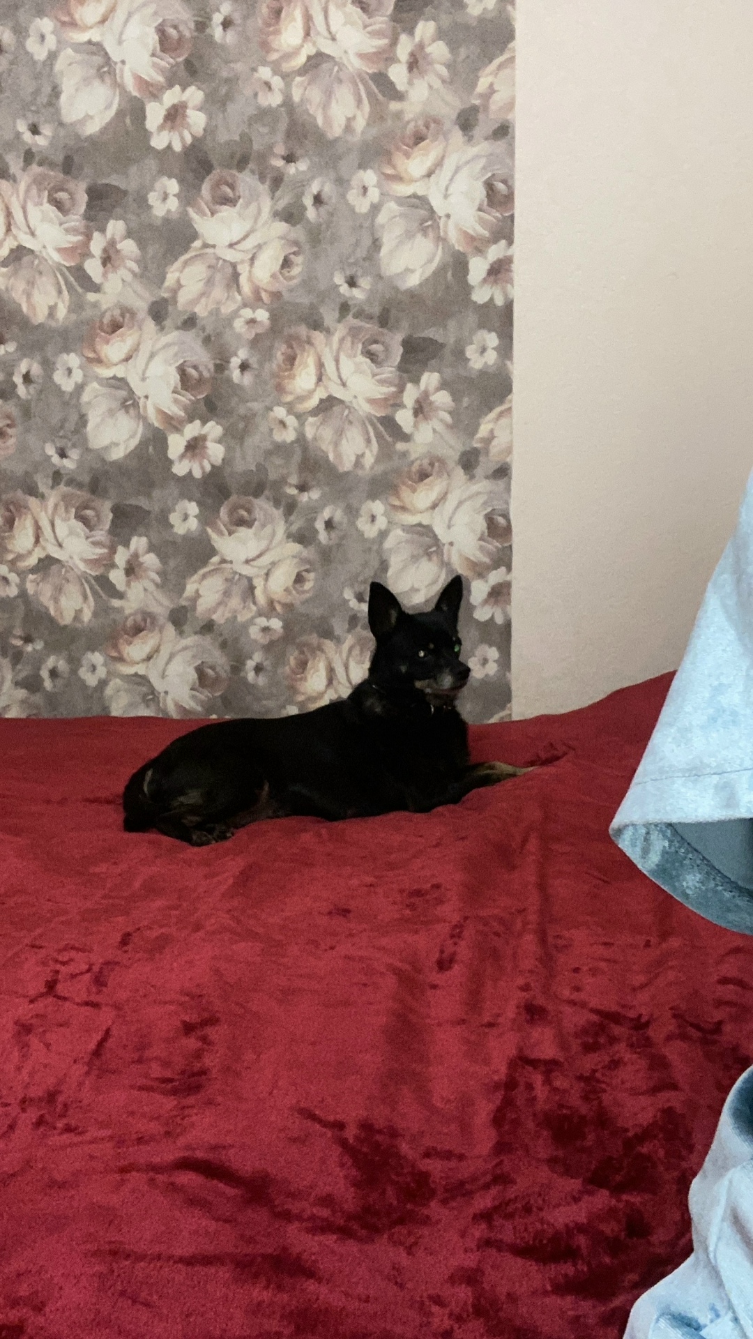 Пропала собака в Орле — фото объявления