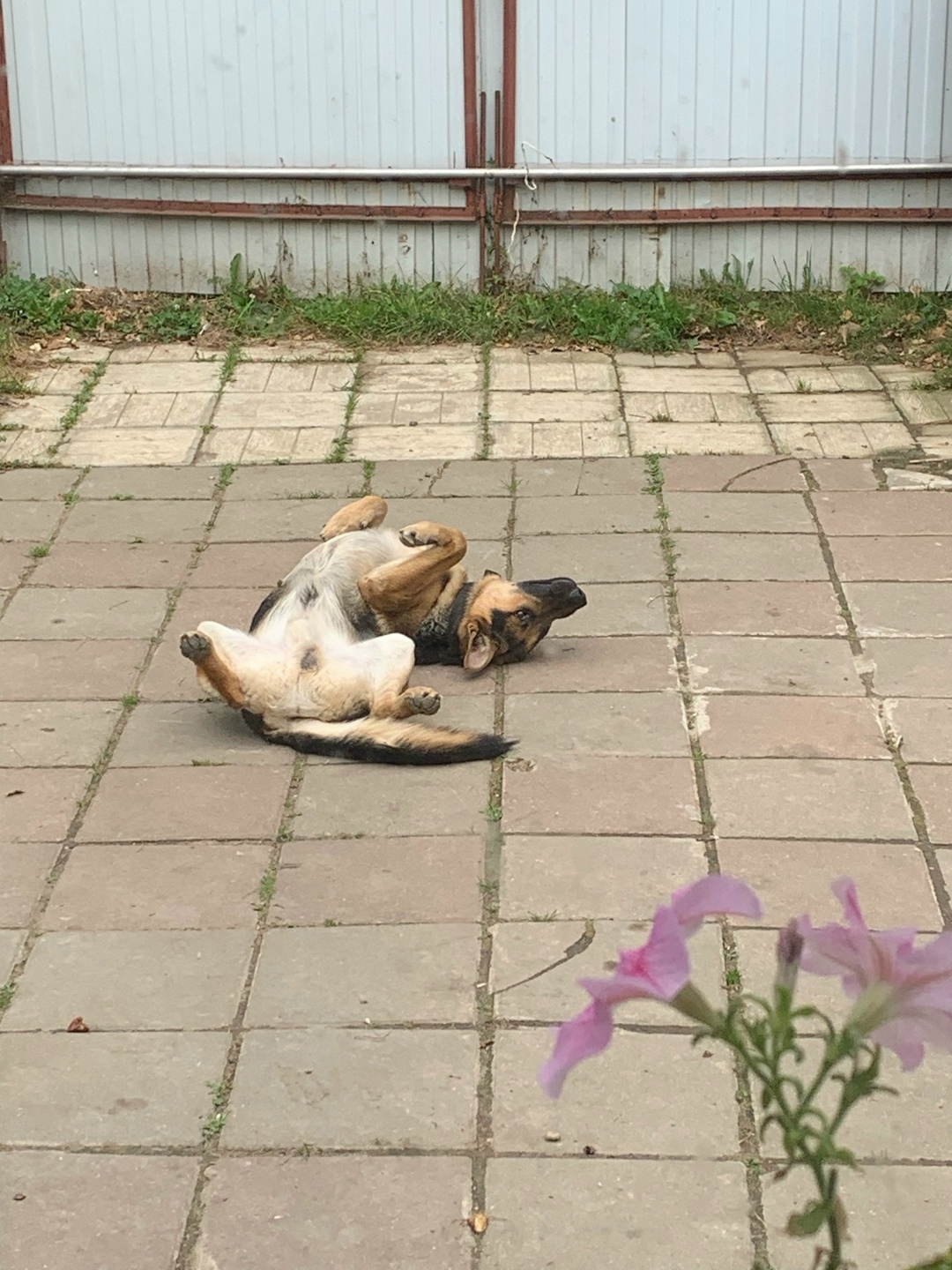 Пропала собака в Орле — фото объявления