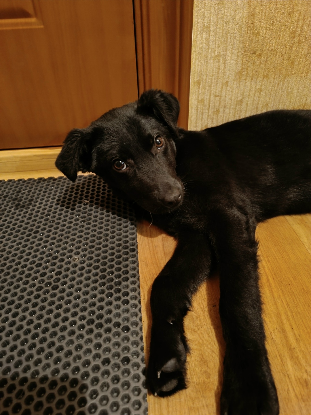 Найдена собака в Орле — фото объявления