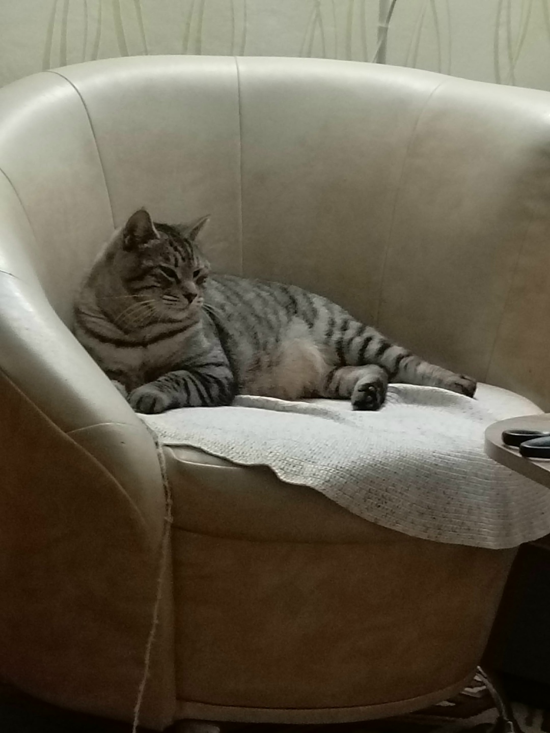 Пропала кошка в Орле — фото объявления