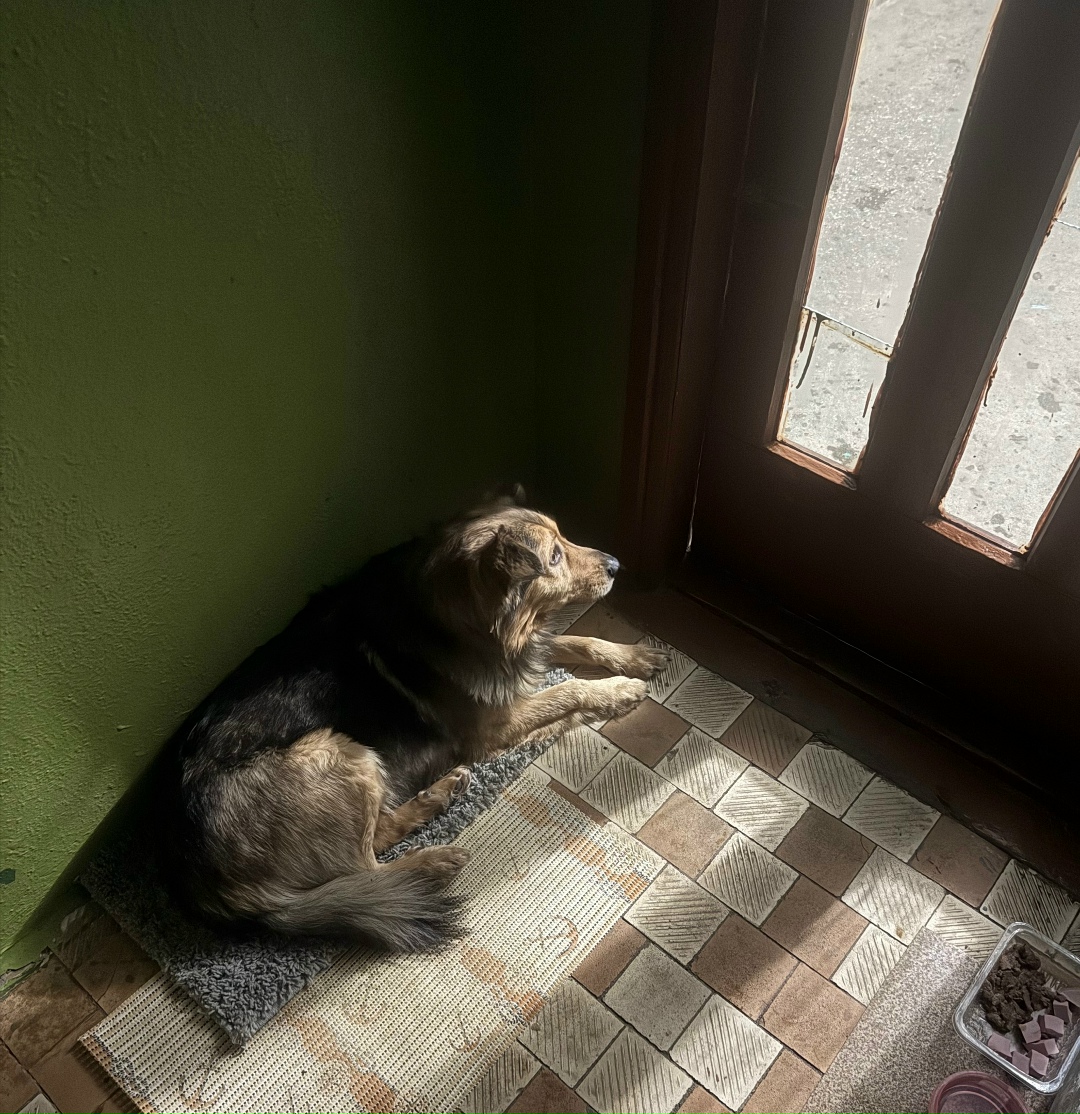 Найдена собака в Орле — фото объявления