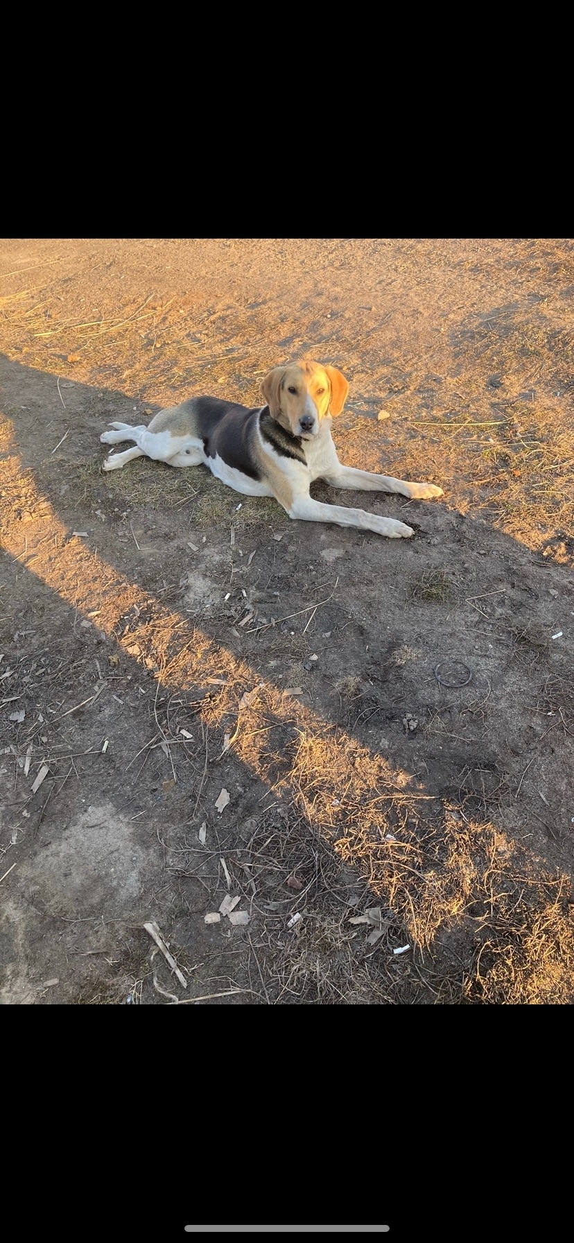 Пропала собака в Орле — фото объявления