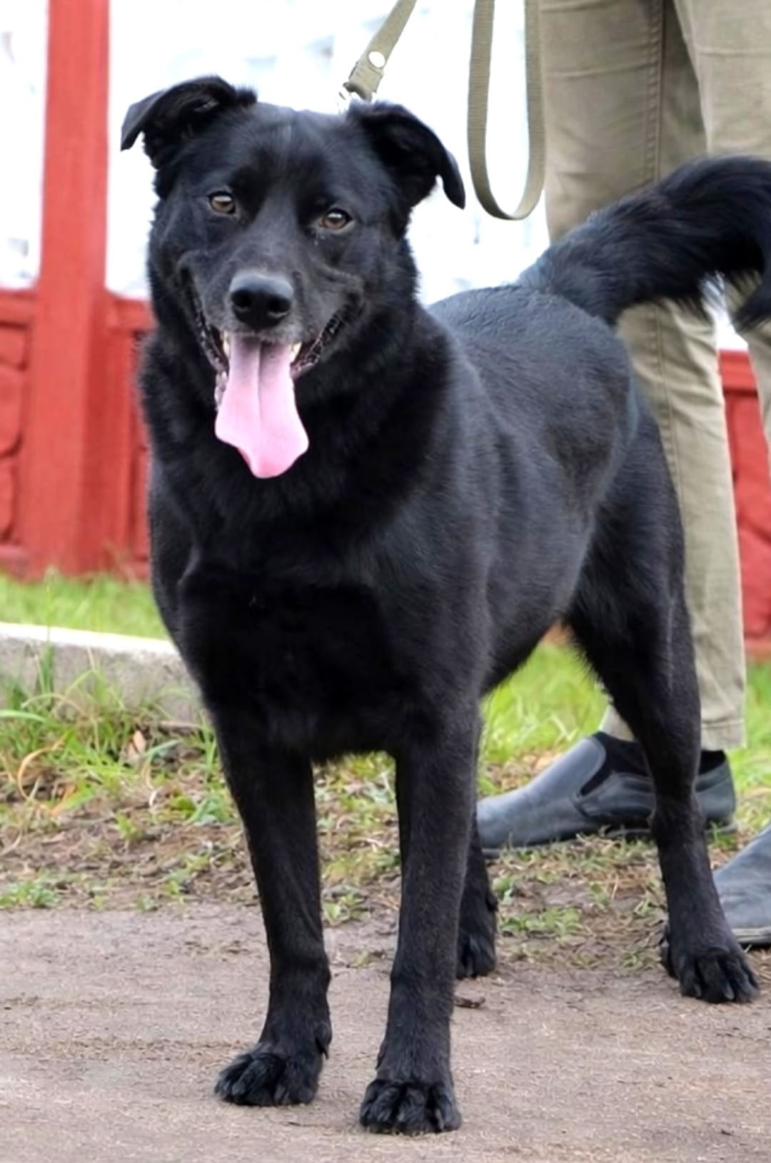 Найдена собака в Орле — фото объявления