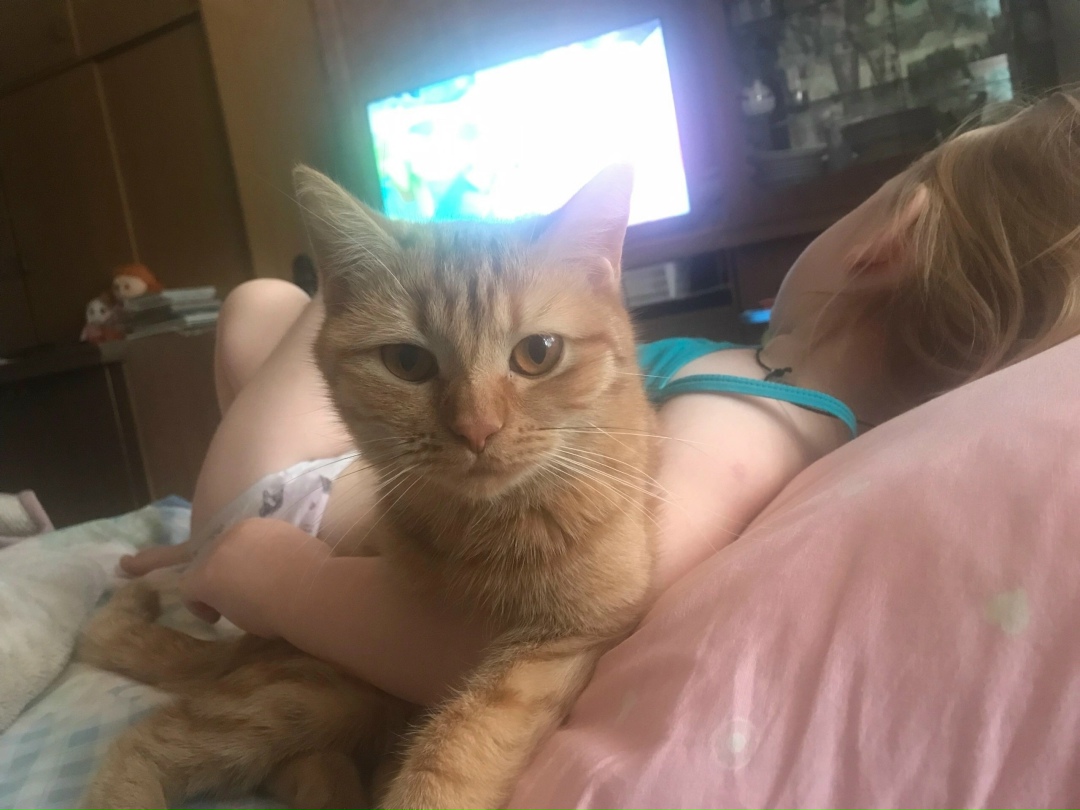 Пропала кошка в Орле — фото объявления