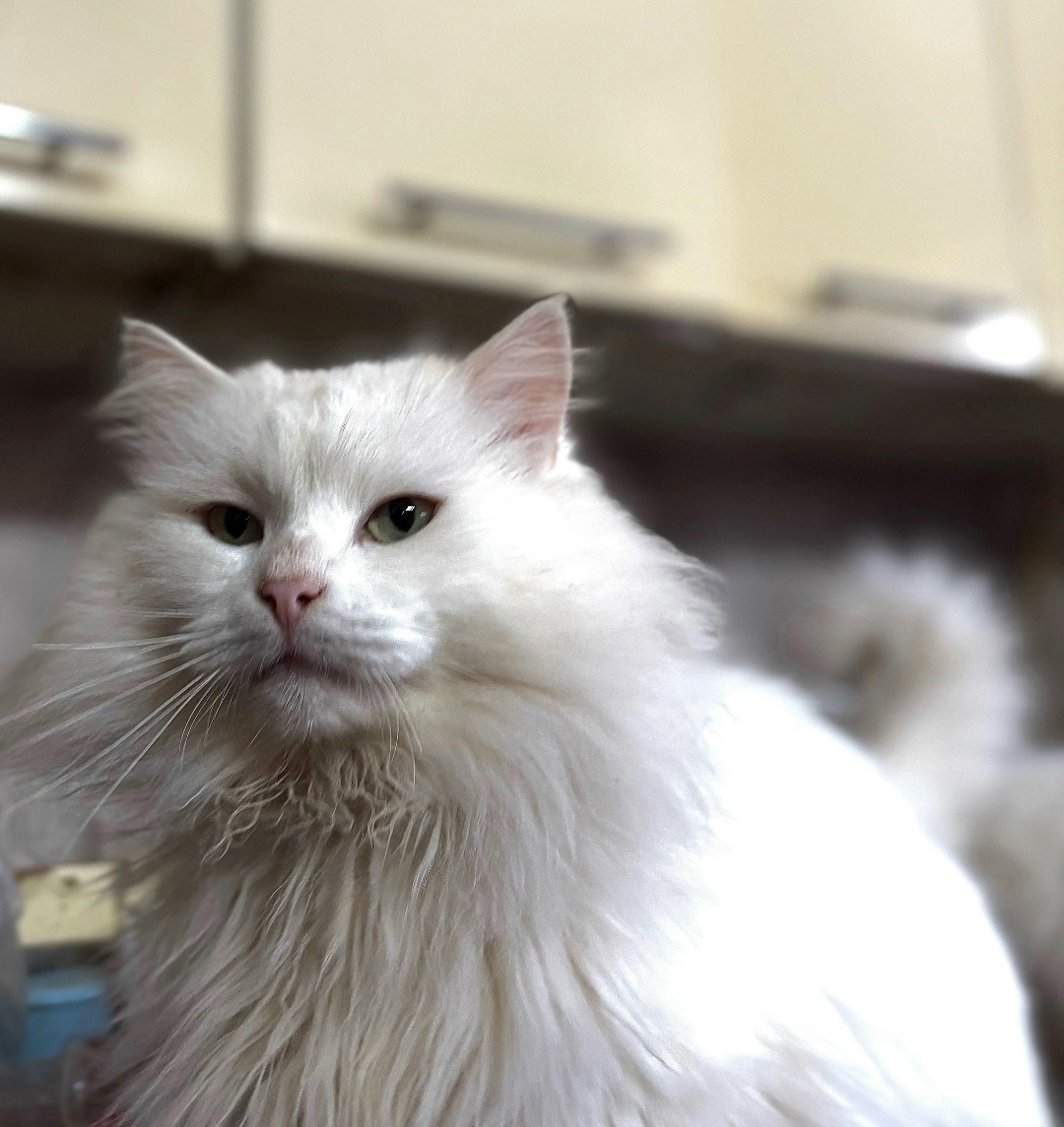 Найдена кошка в Орле — фото объявления