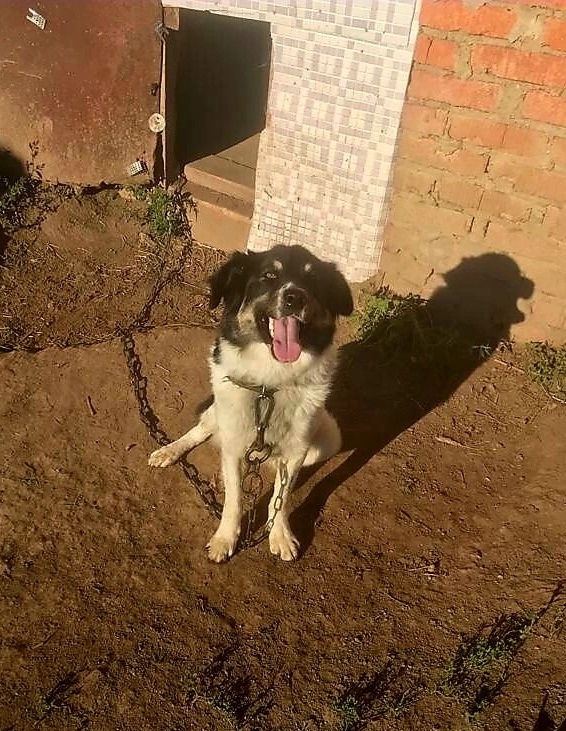 Найдена собака в Орле — фото объявления