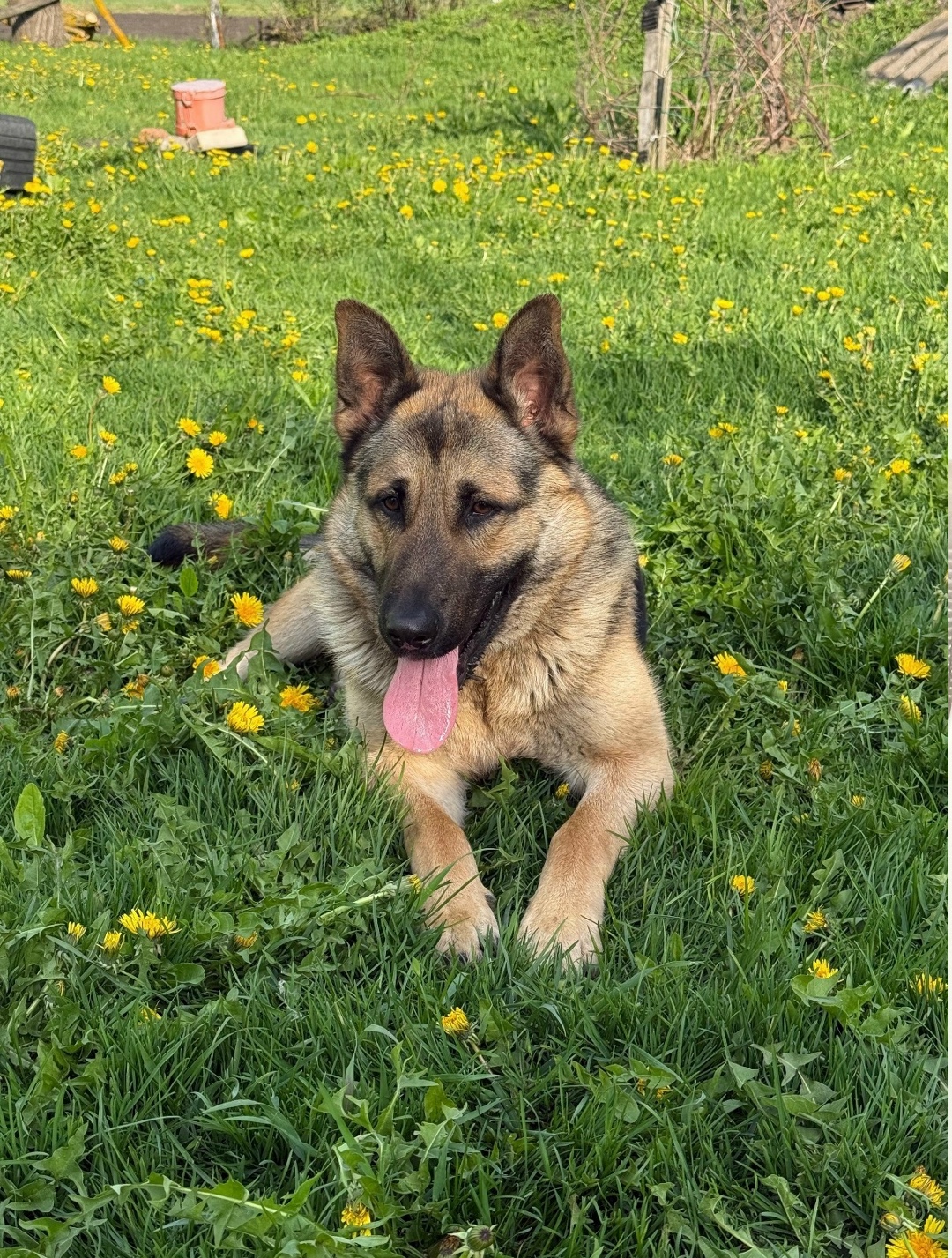 Пропала собака в Орле — фото объявления