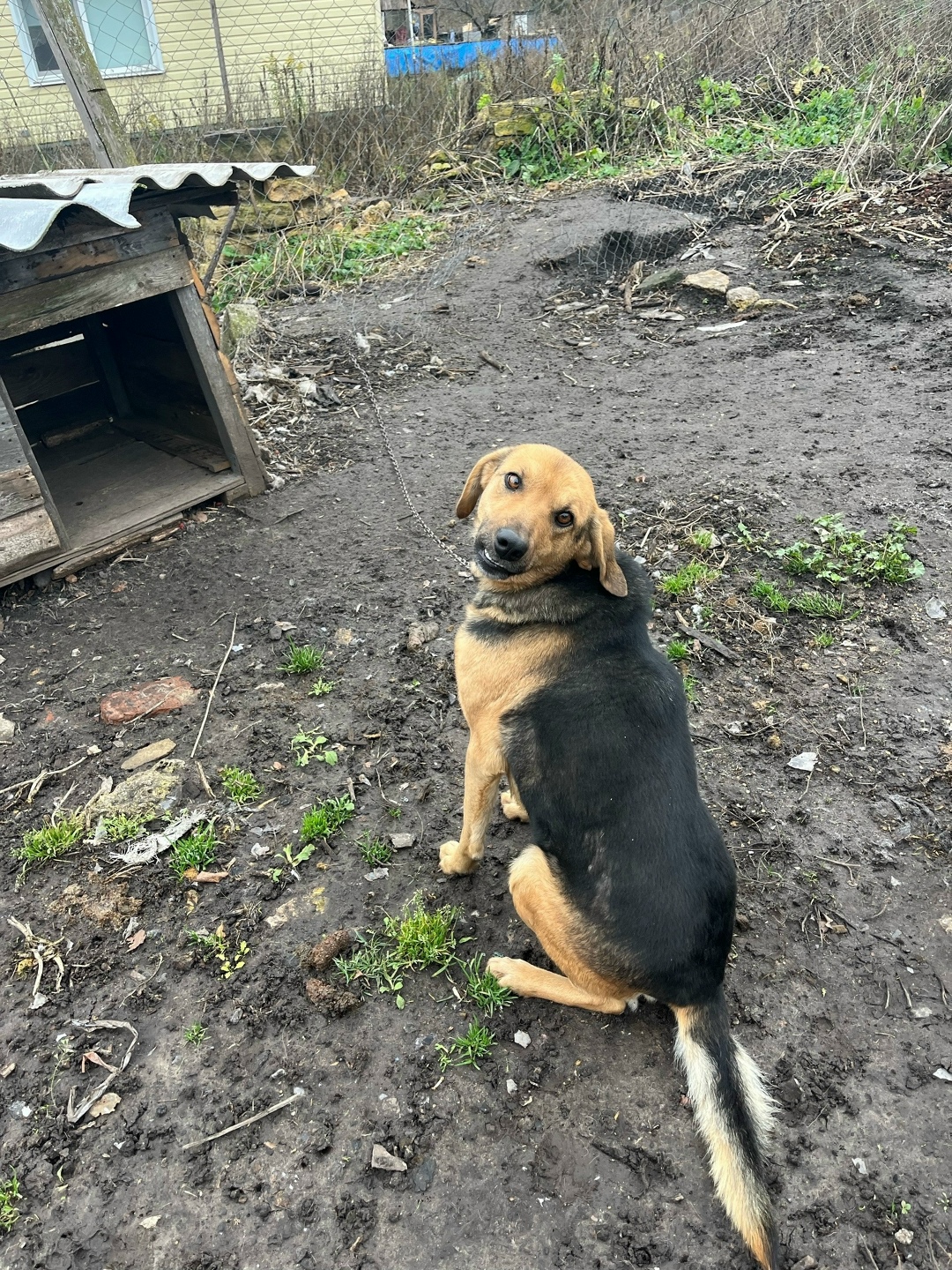 Найдена собака в Орле — фото объявления