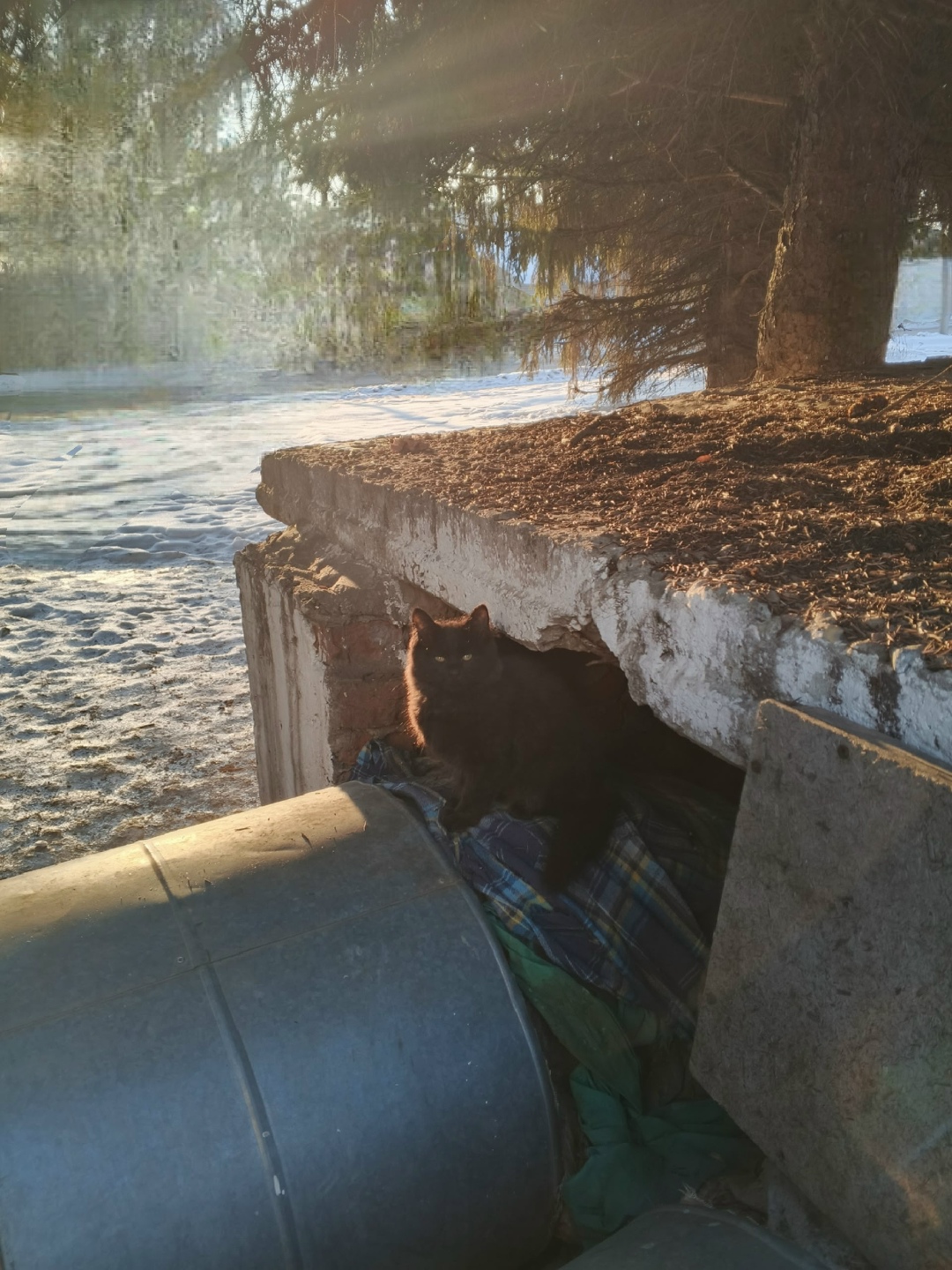 Пропала кошка в Орле — фото объявления