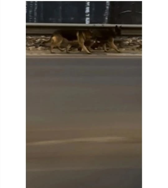 Пропала собака в Орле — фото объявления