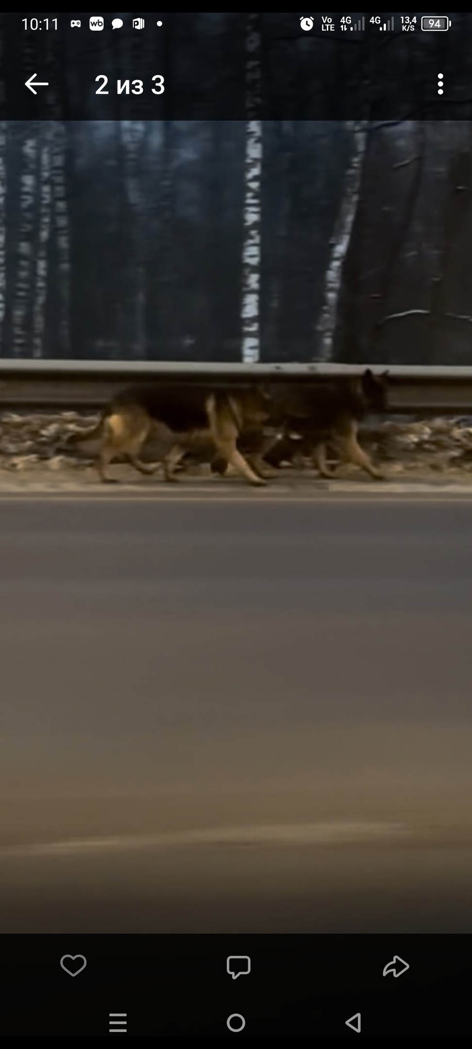 Пропала собака в Орле — фото объявления