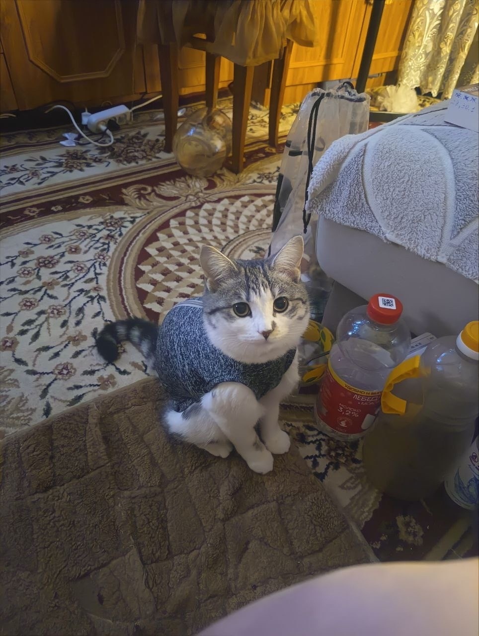 Пропала кошка в Орле — фото объявления