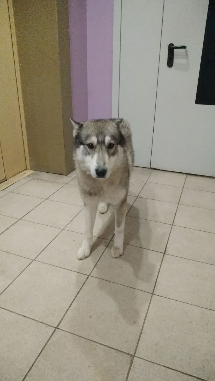 Найдена собака в Орле — фото объявления