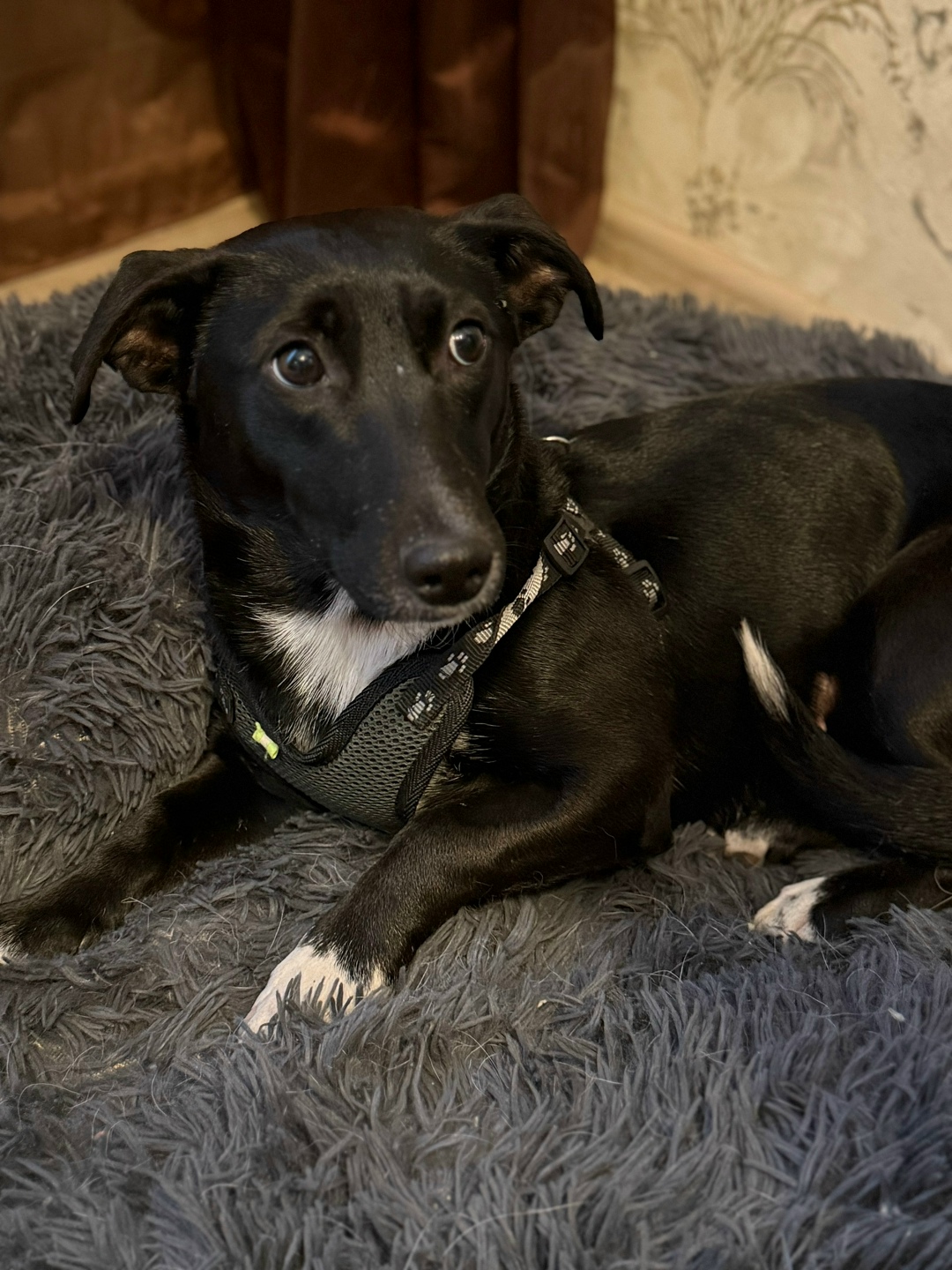 Найдена собака в Орле — фото объявления