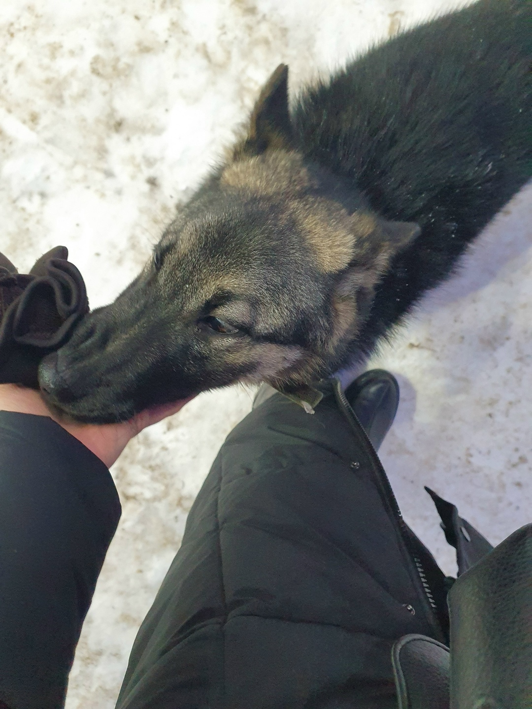 Пропала собака в Орле — фото объявления