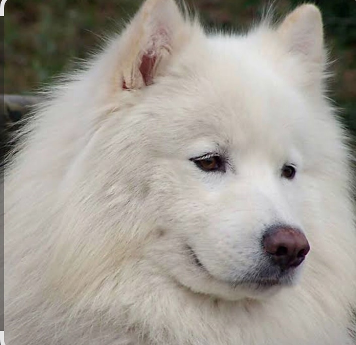 Пропала собака в Орле — фото объявления