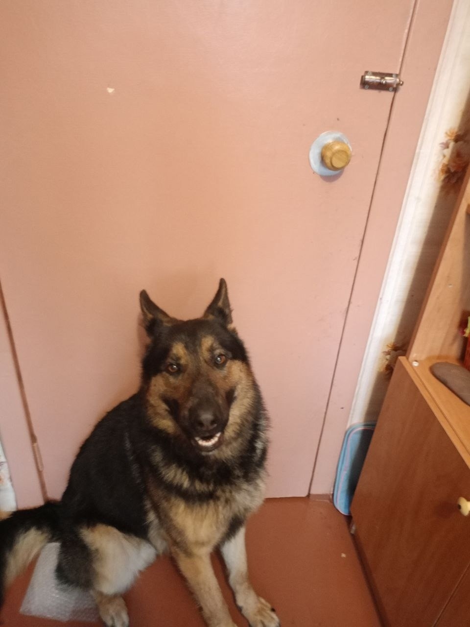 Пропала собака в Орле — фото объявления