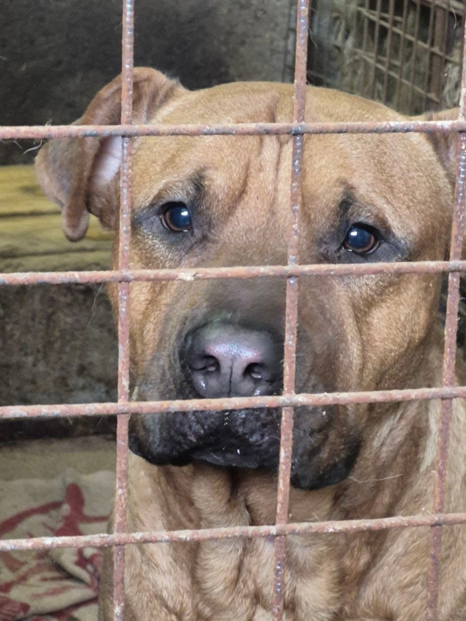 Найдена собака в Орле — фото объявления