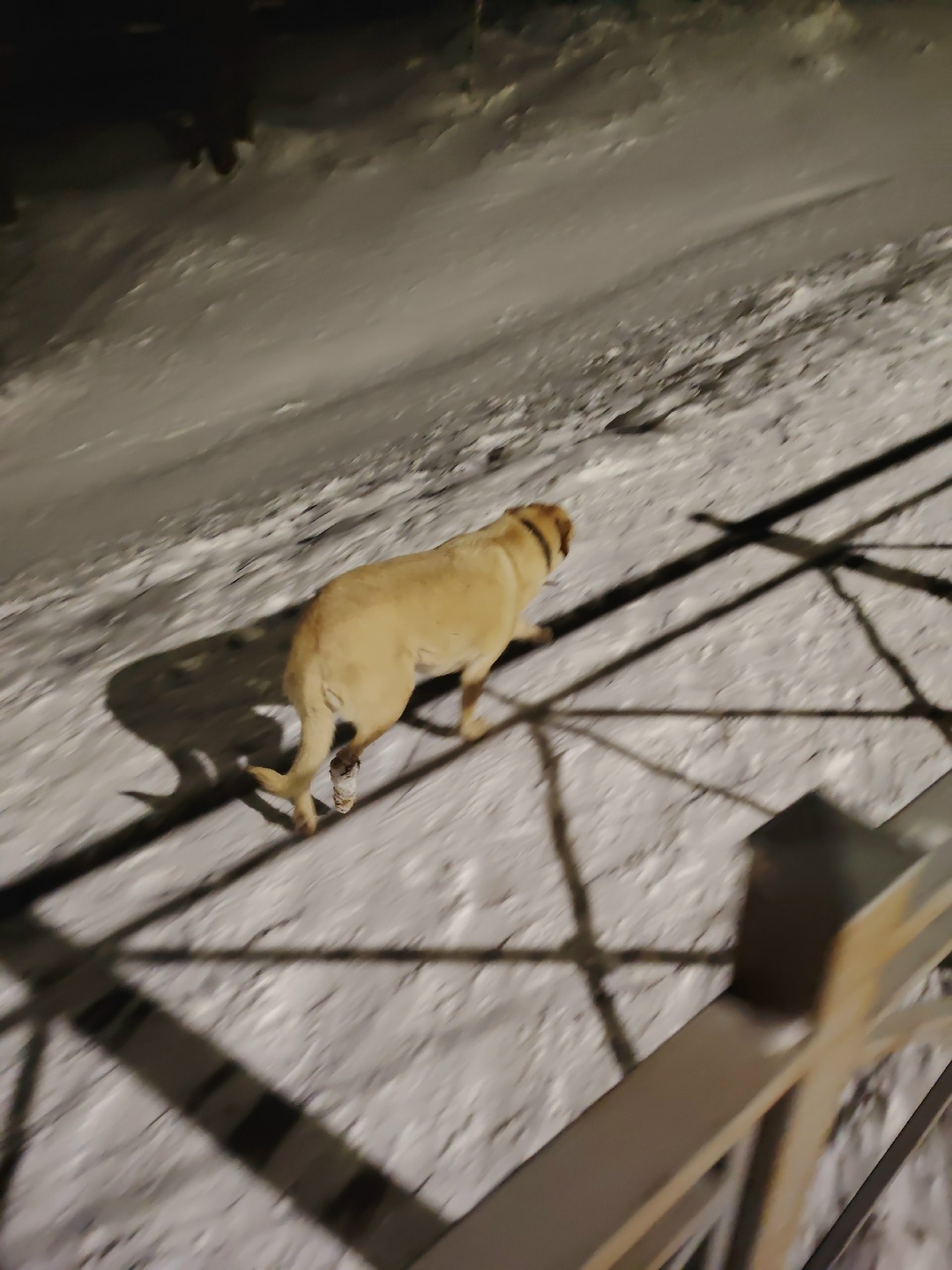 Пропала собака в Орле — фото объявления