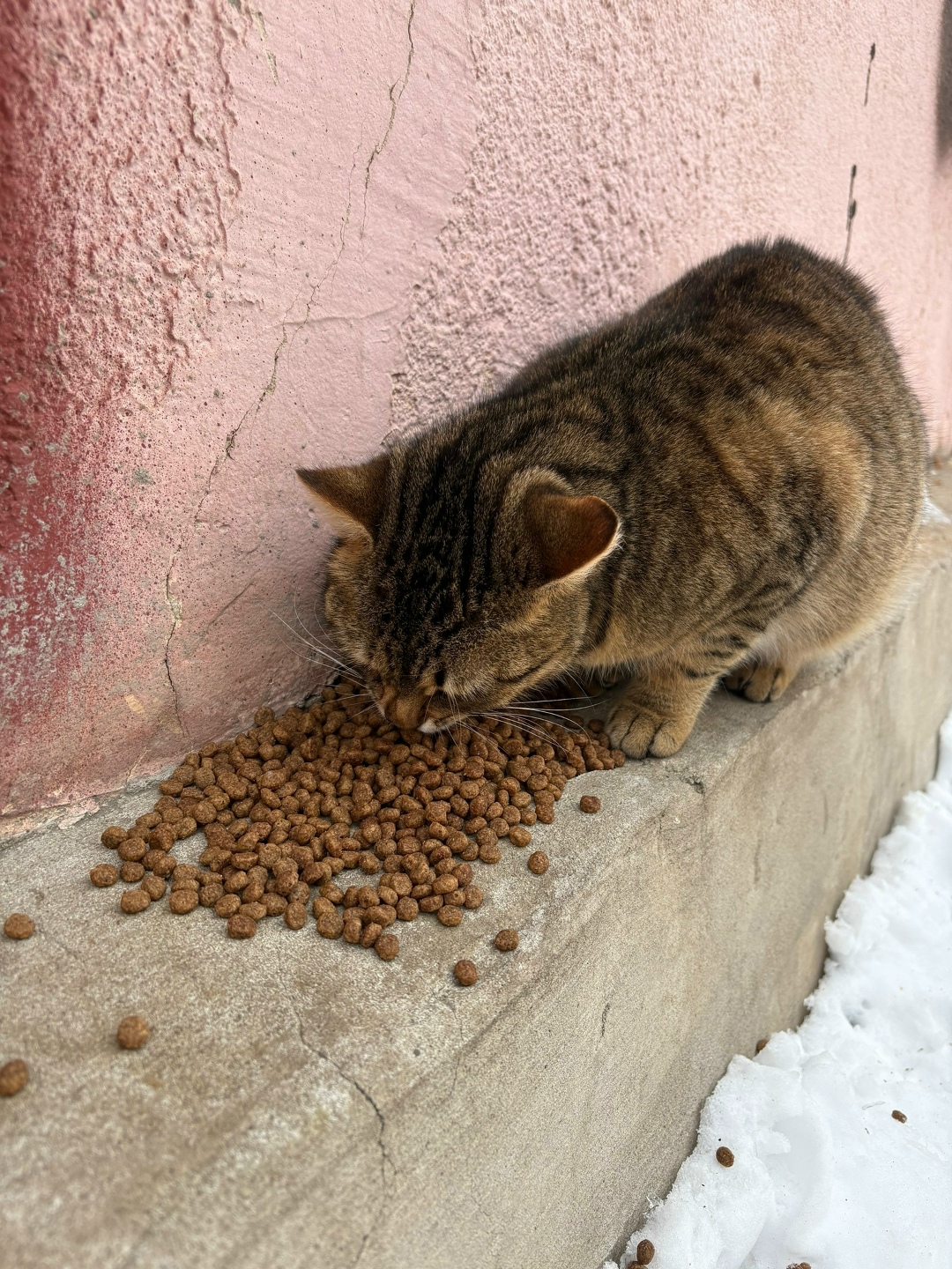 Найдена кошка в Орле — фото объявления