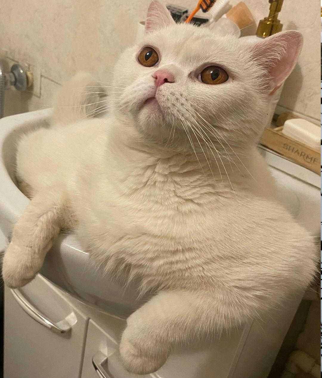 Пропала кошка в Орле — фото объявления