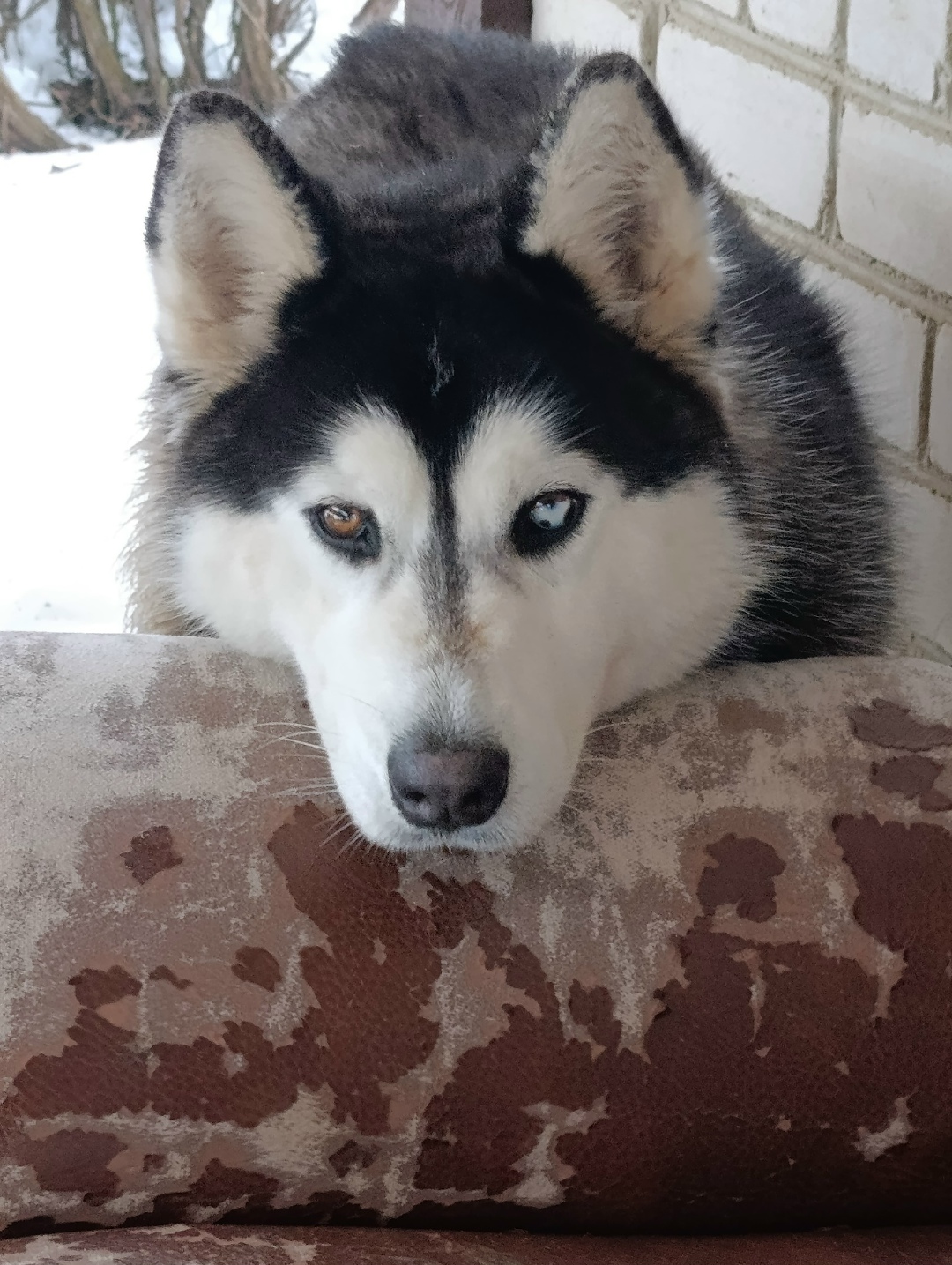 Найдена собака в Орле — фото объявления