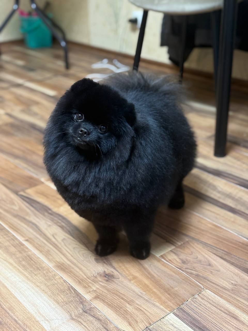 Пропала собака в Орле — фото объявления