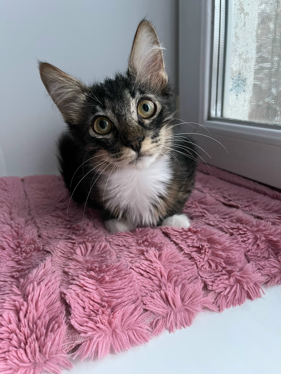 Найдена кошка в Орле — фото объявления