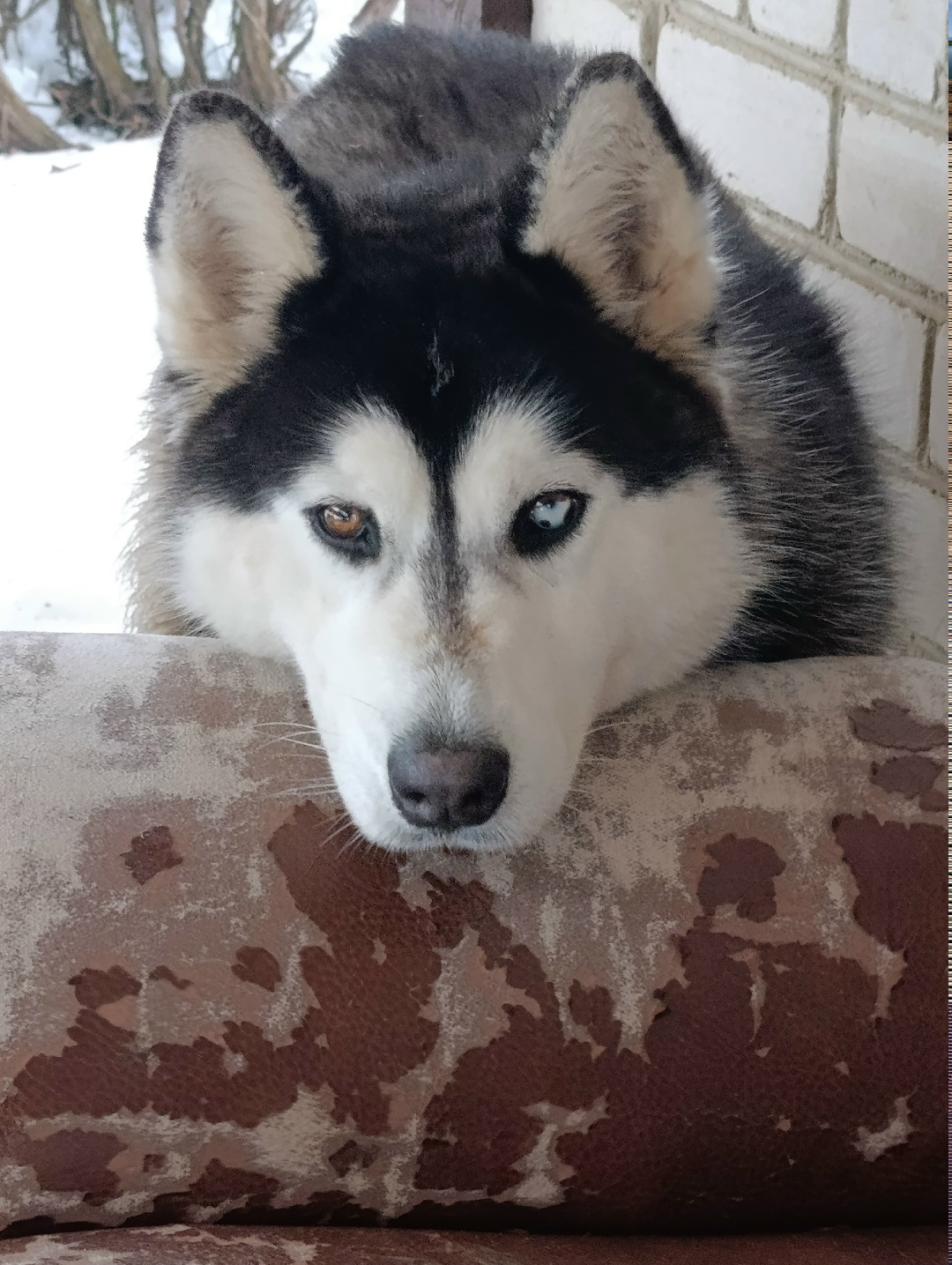 Найдена собака в Орле — фото объявления