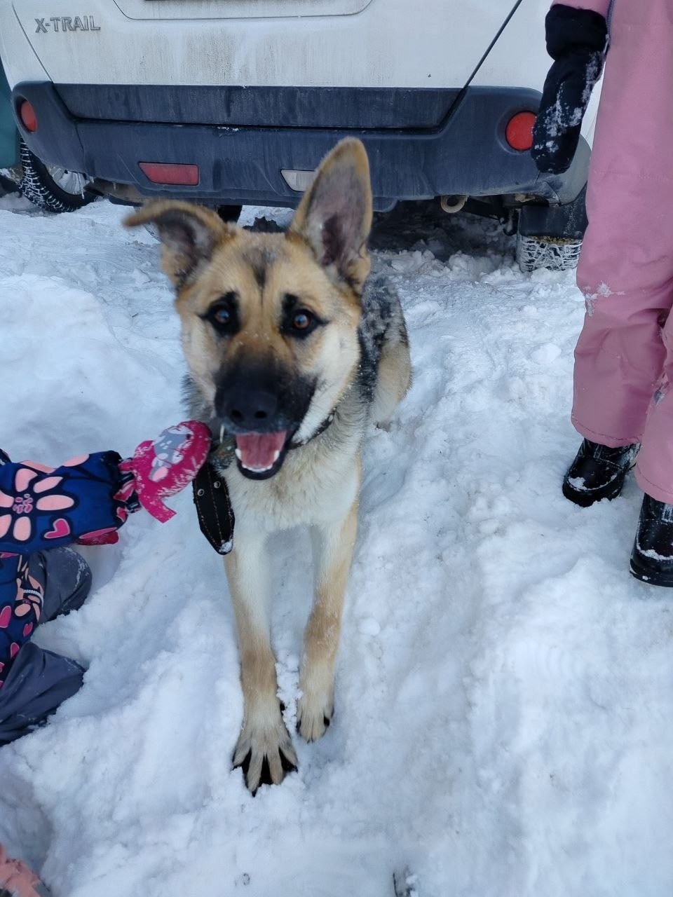 Пропала собака в Орле — фото объявления