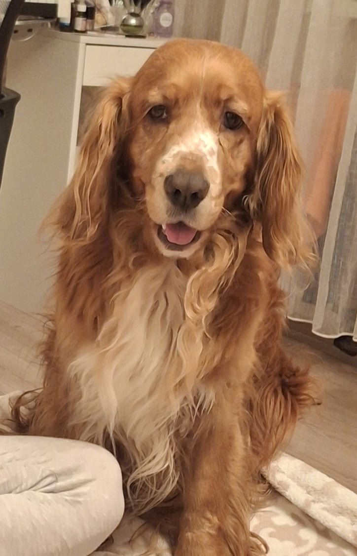 Пропала собака в Орле — фото объявления