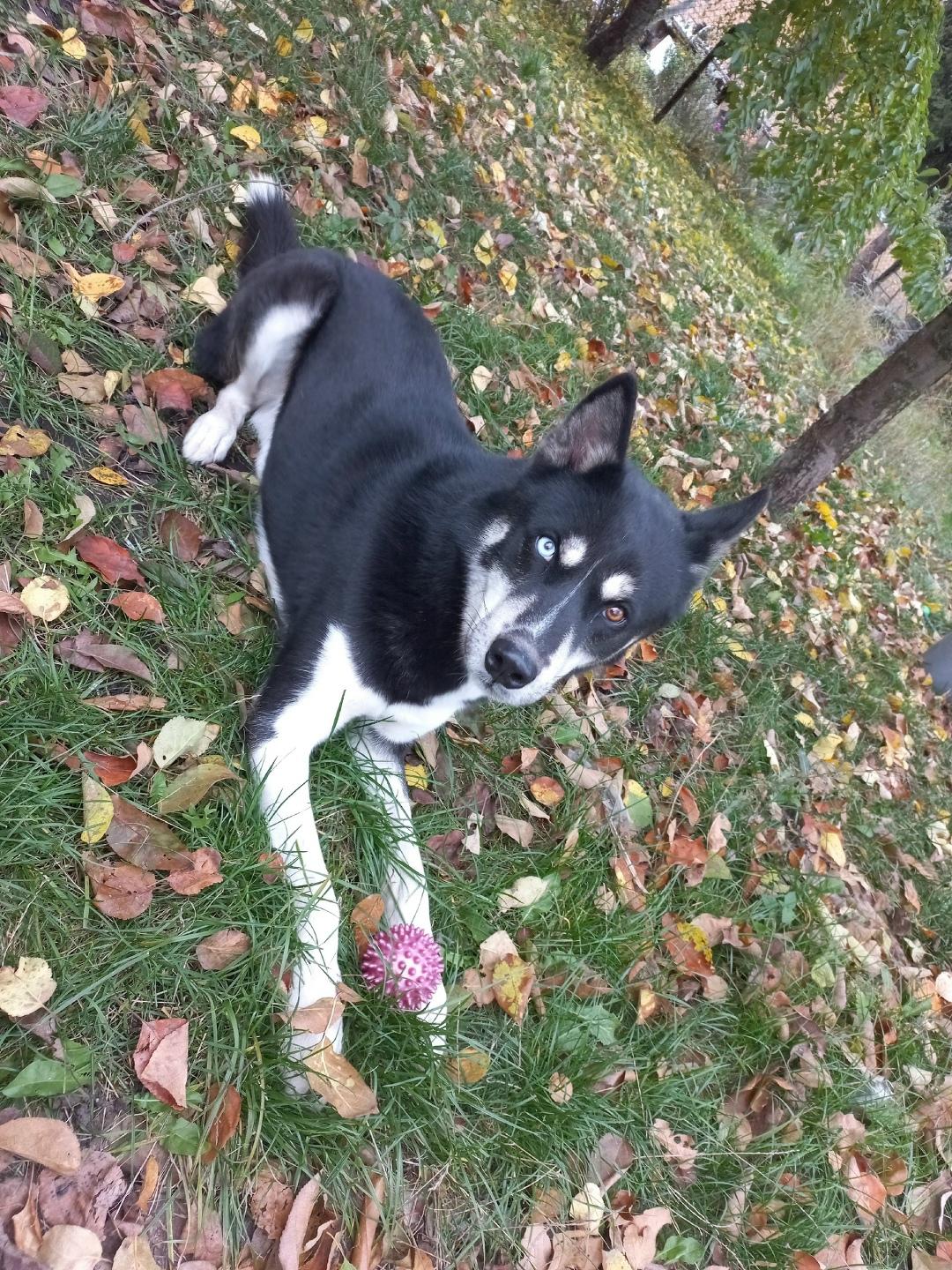 Пропала собака в Орле — фото объявления