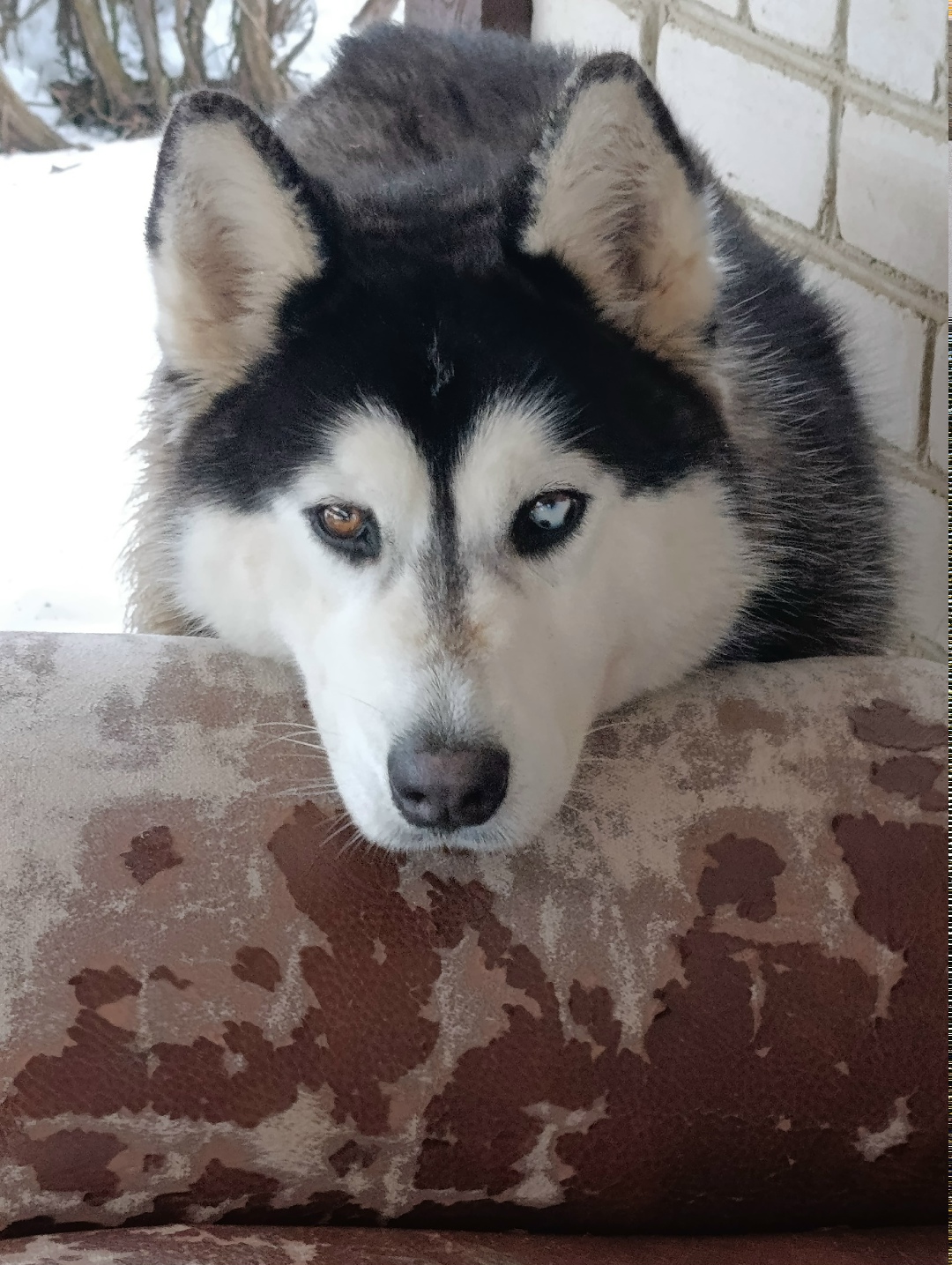 Найдена собака в Орле — фото объявления