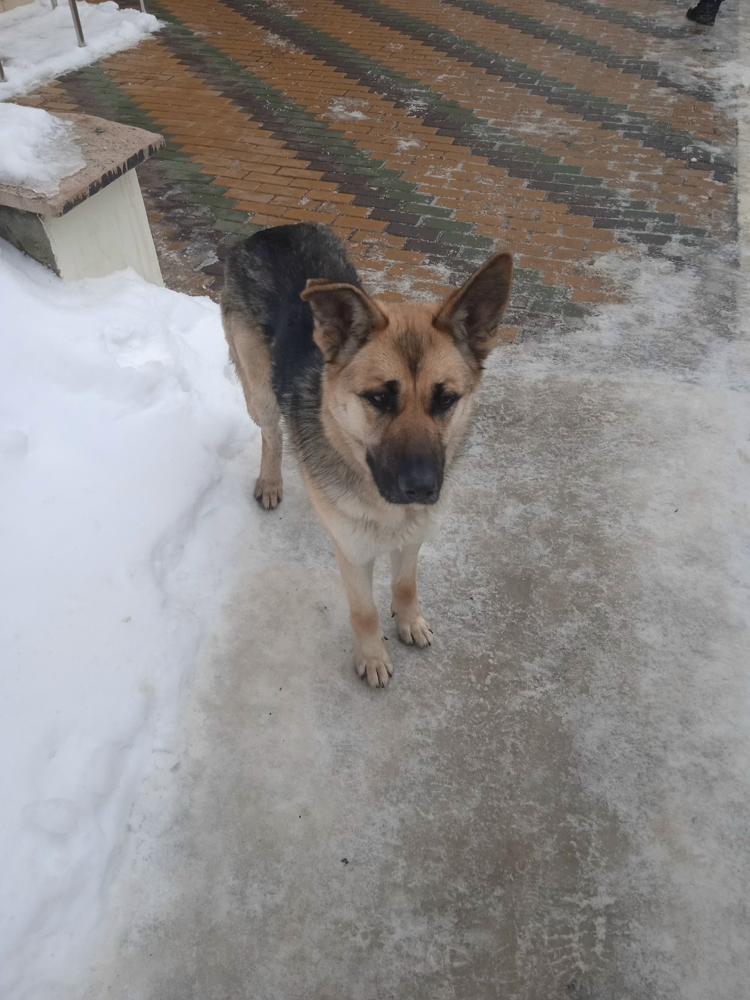 Пропала собака в Орле — фото объявления