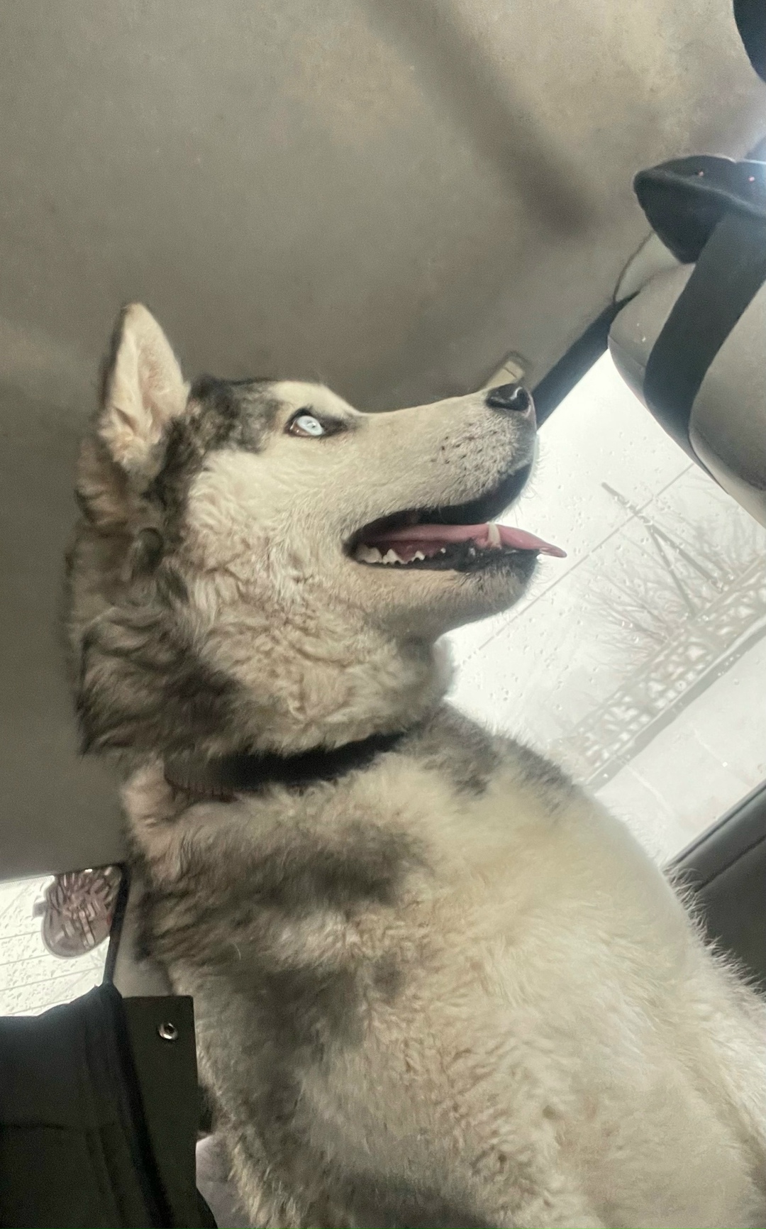 Пропала собака в Орле — фото объявления