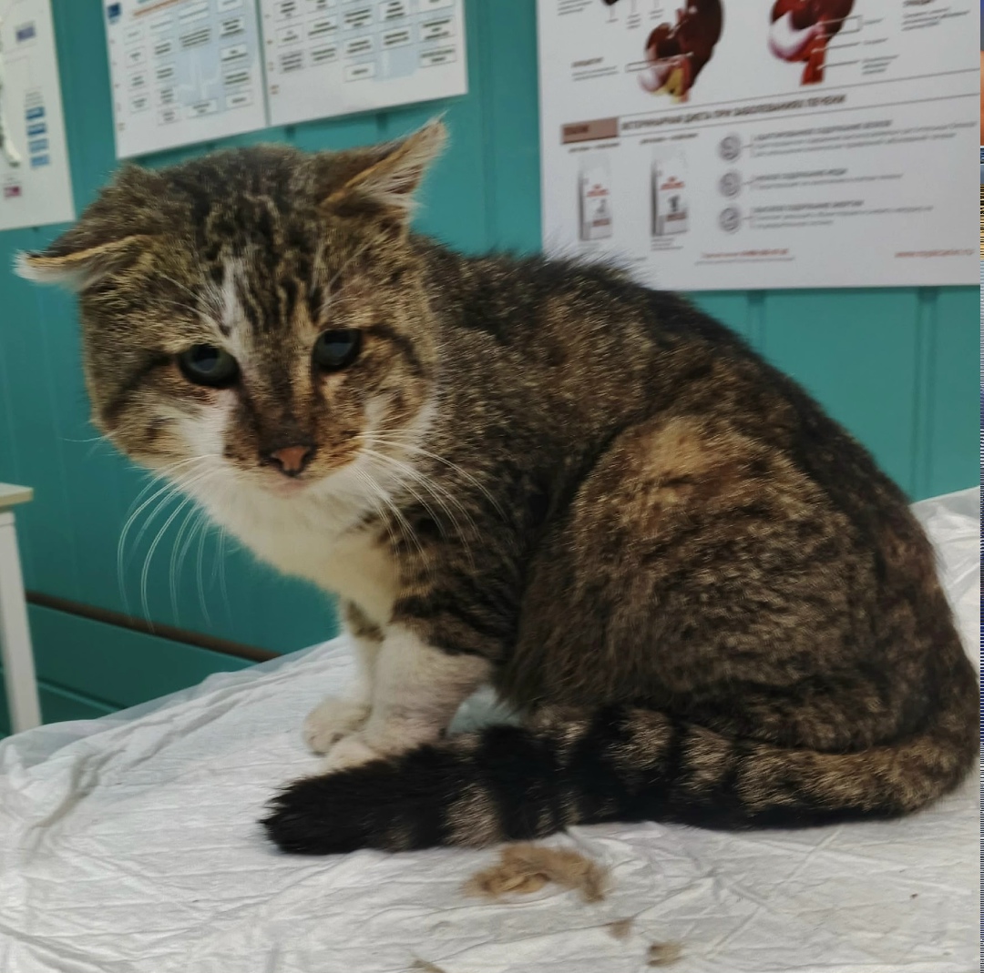 Найдена собака в Орле — фото объявления