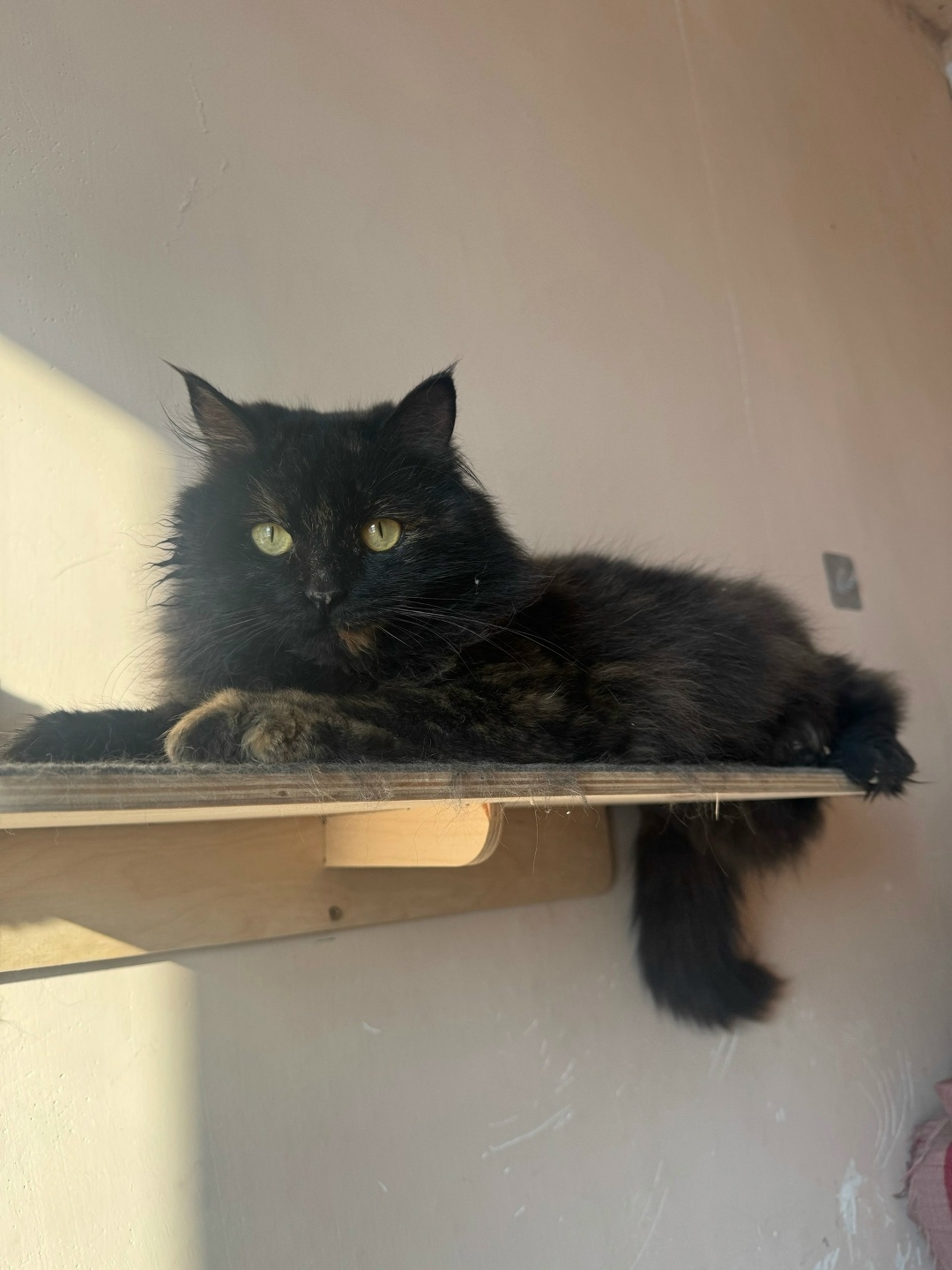 Найдена кошка в Орле — фото объявления