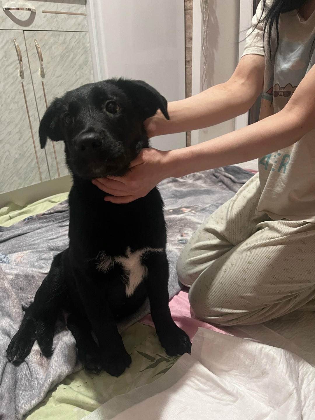 Найдена собака в Орле — фото объявления