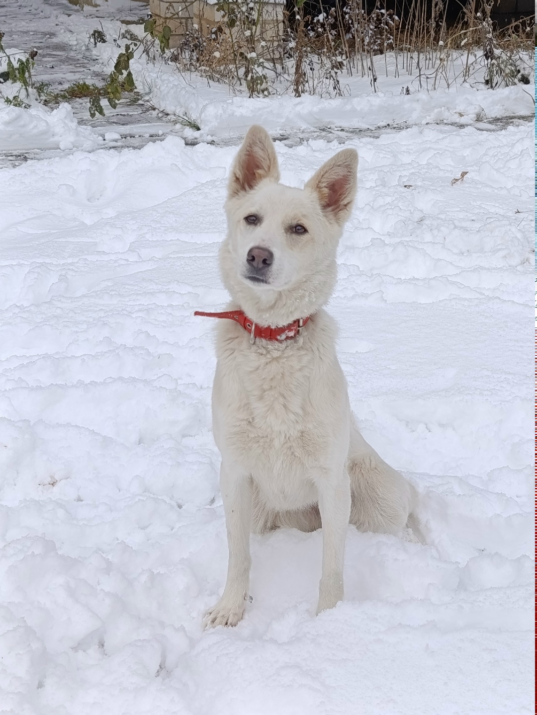 Пропала собака в Орле — фото объявления