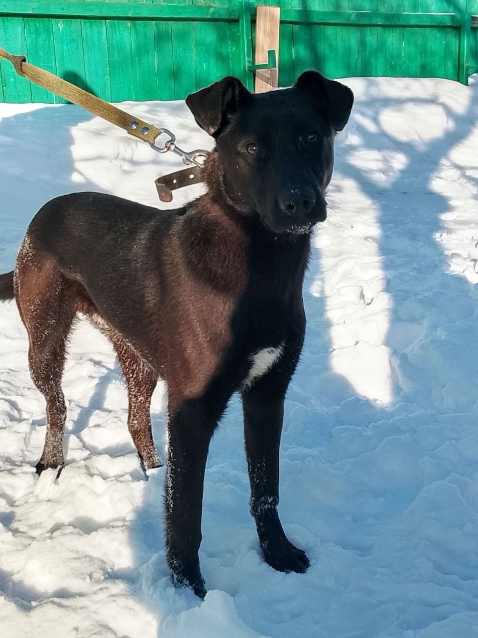 Пропала собака в Орле — фото объявления